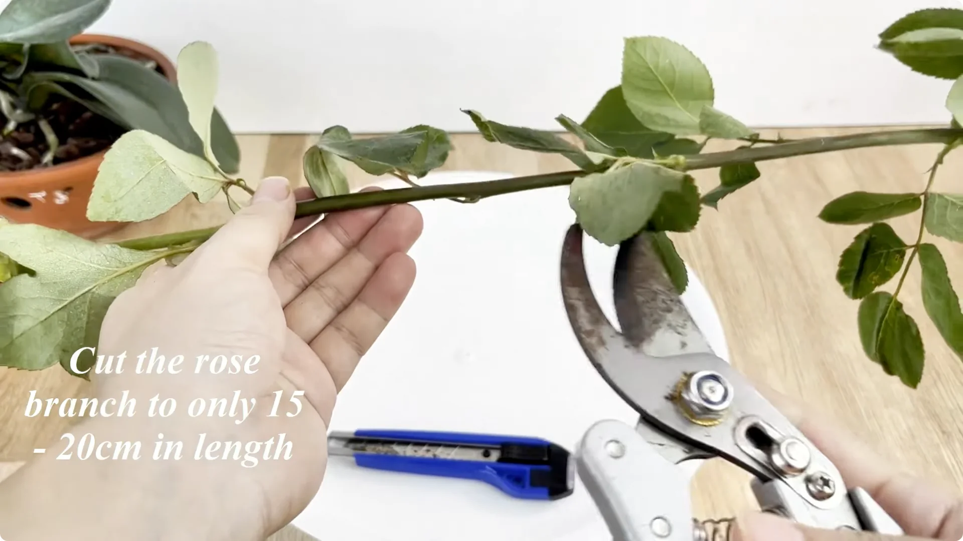 The Simple Rose Propagation Method Most Gardeners Miss screenshot 1