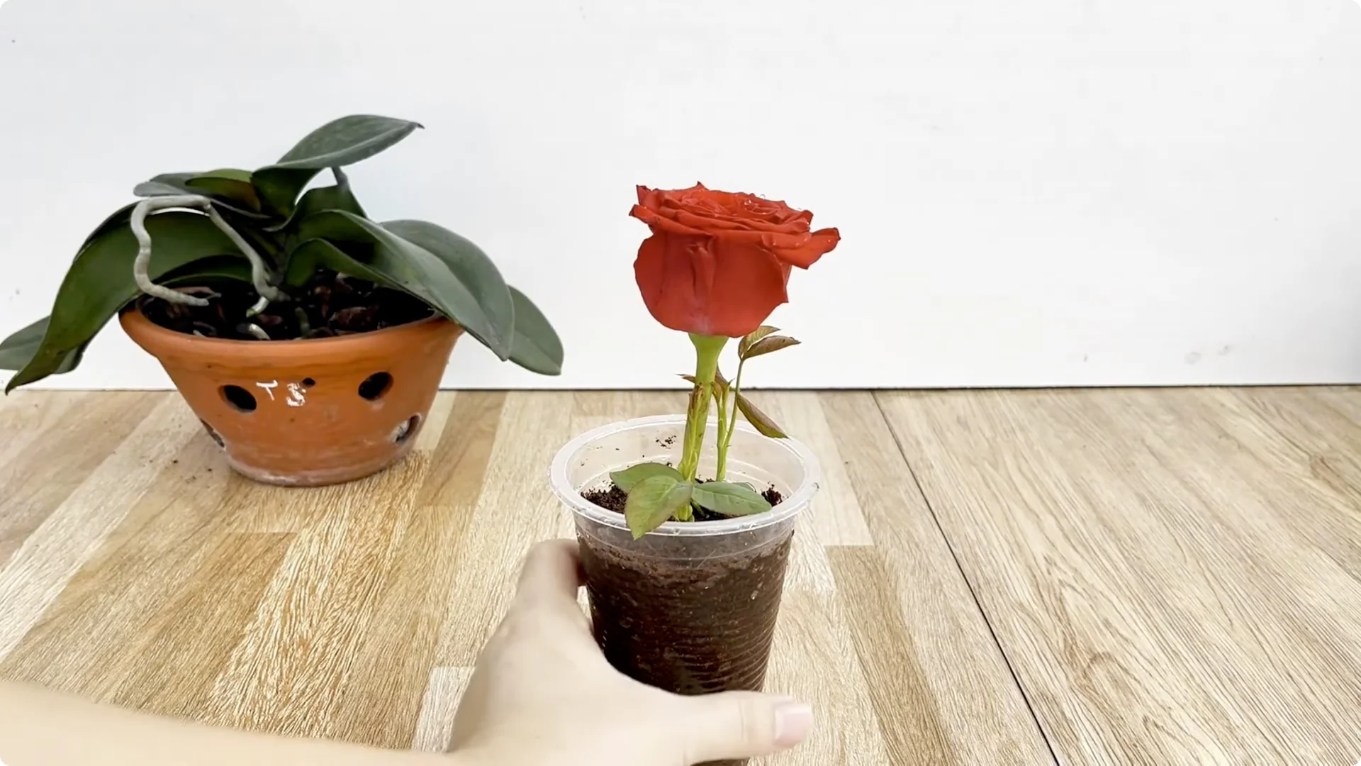 The Simple Rose Propagation Method Most Gardeners Miss screenshot 11
