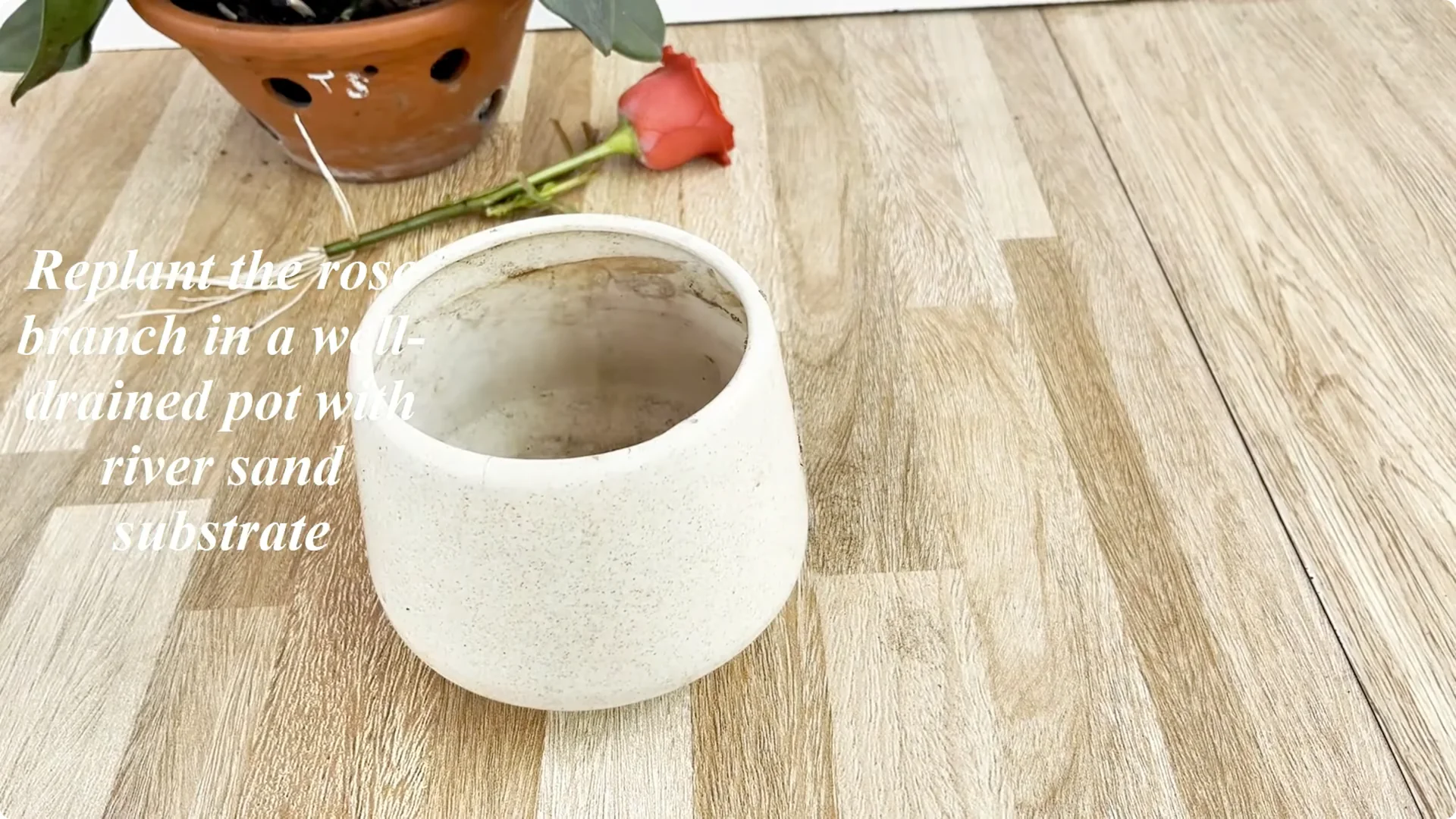 The Simple Rose Propagation Method Most Gardeners Miss screenshot 12