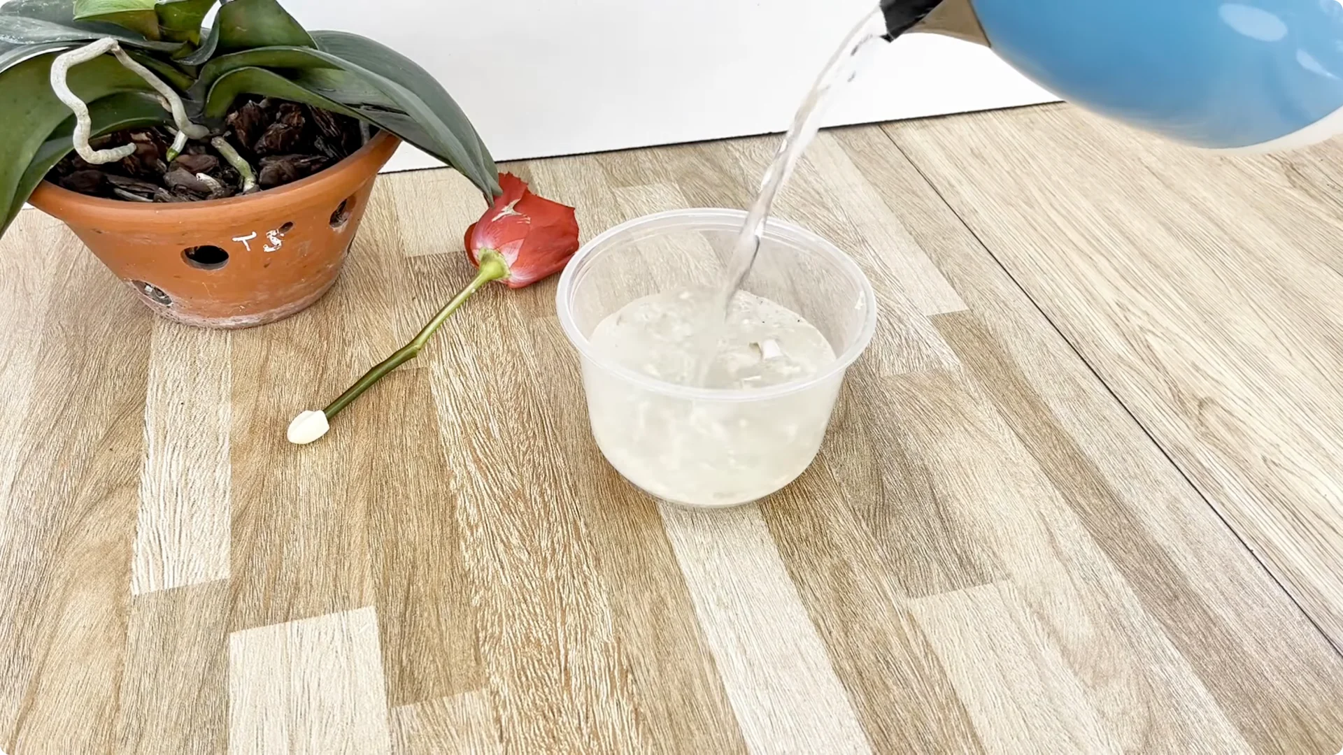The Simple Rose Propagation Method Most Gardeners Miss screenshot 7