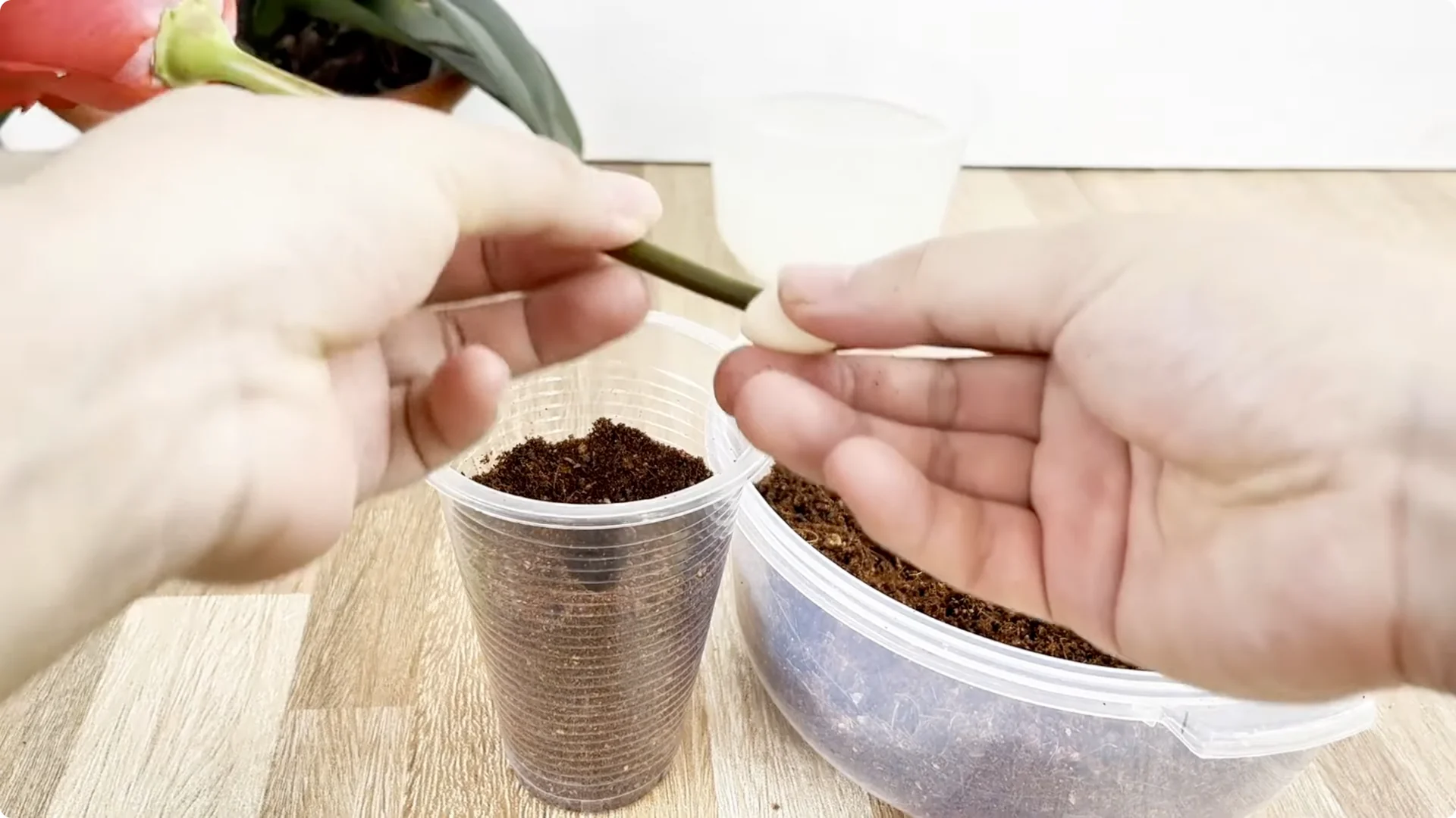 The Simple Rose Propagation Method Most Gardeners Miss screenshot 8