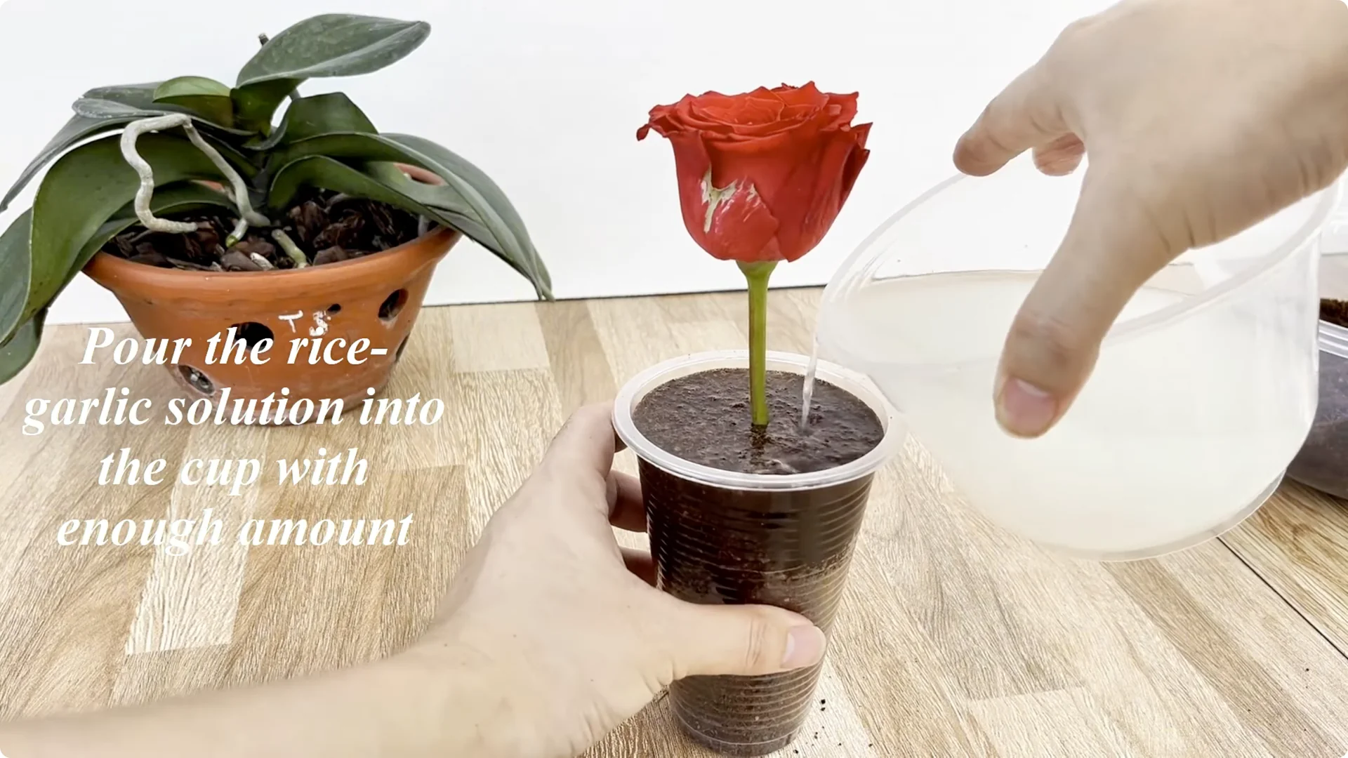The Simple Rose Propagation Method Most Gardeners Miss screenshot 9