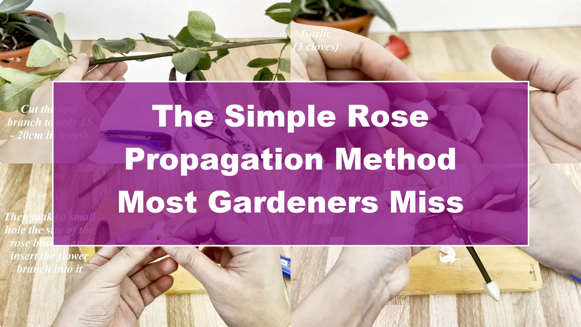 The Simple Rose Propagation Method Most Gardeners Miss