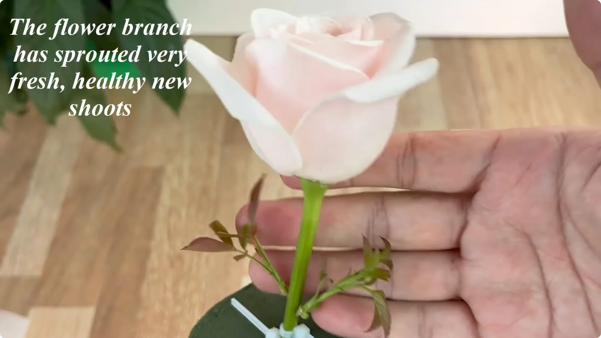 The Simple Secret to Propagating Roses Few Know About screenshot 17