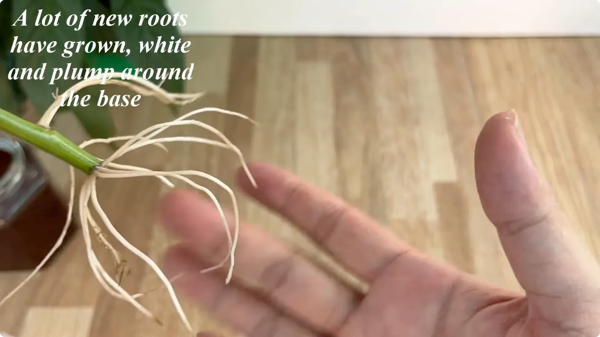 The Simple Secret to Propagating Roses Few Know About screenshot 18