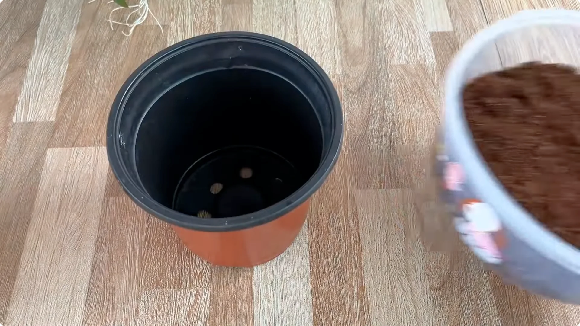 The Simple Secret to Propagating Roses Few Know About screenshot 20