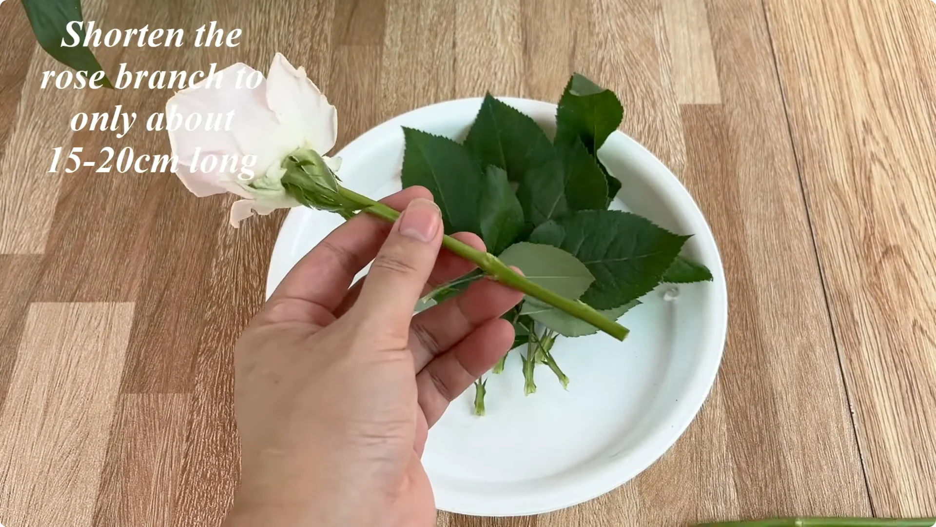 The Simple Secret to Propagating Roses Few Know About screenshot 3