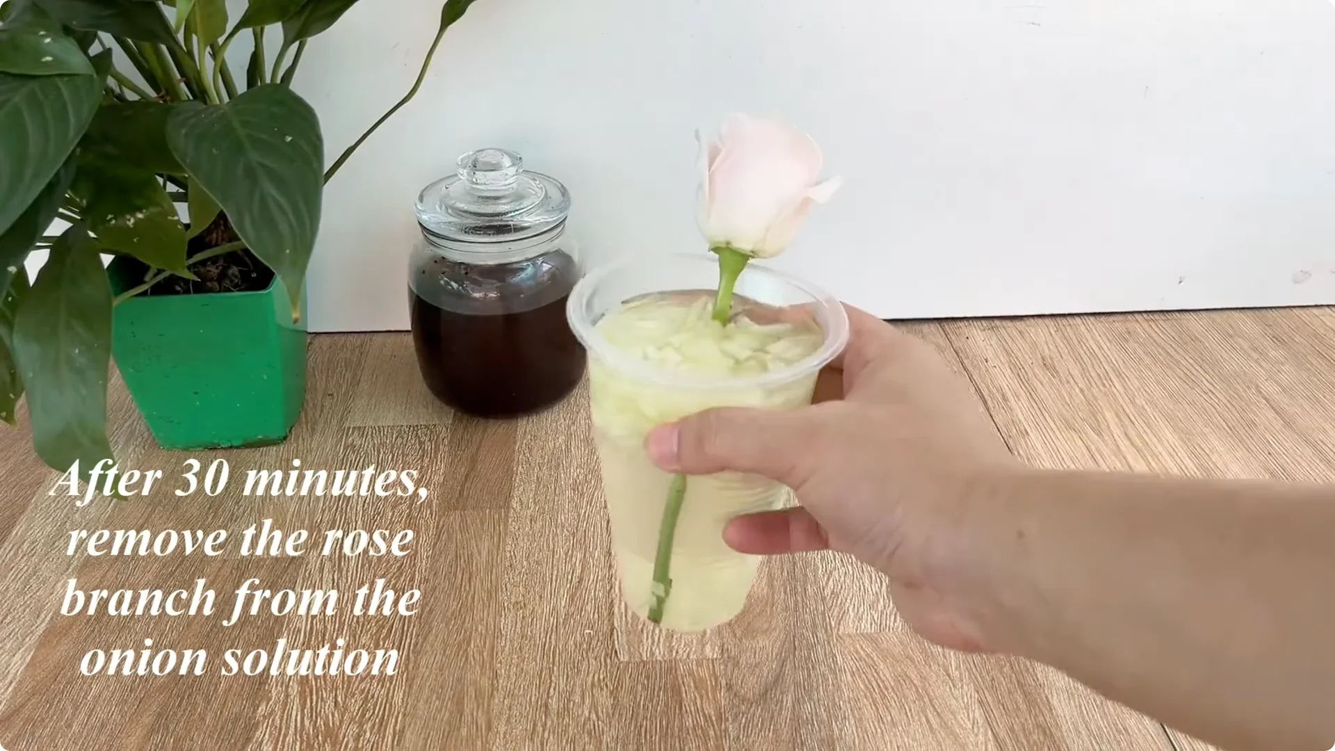 The Simple Secret to Propagating Roses Few Know About screenshot 9