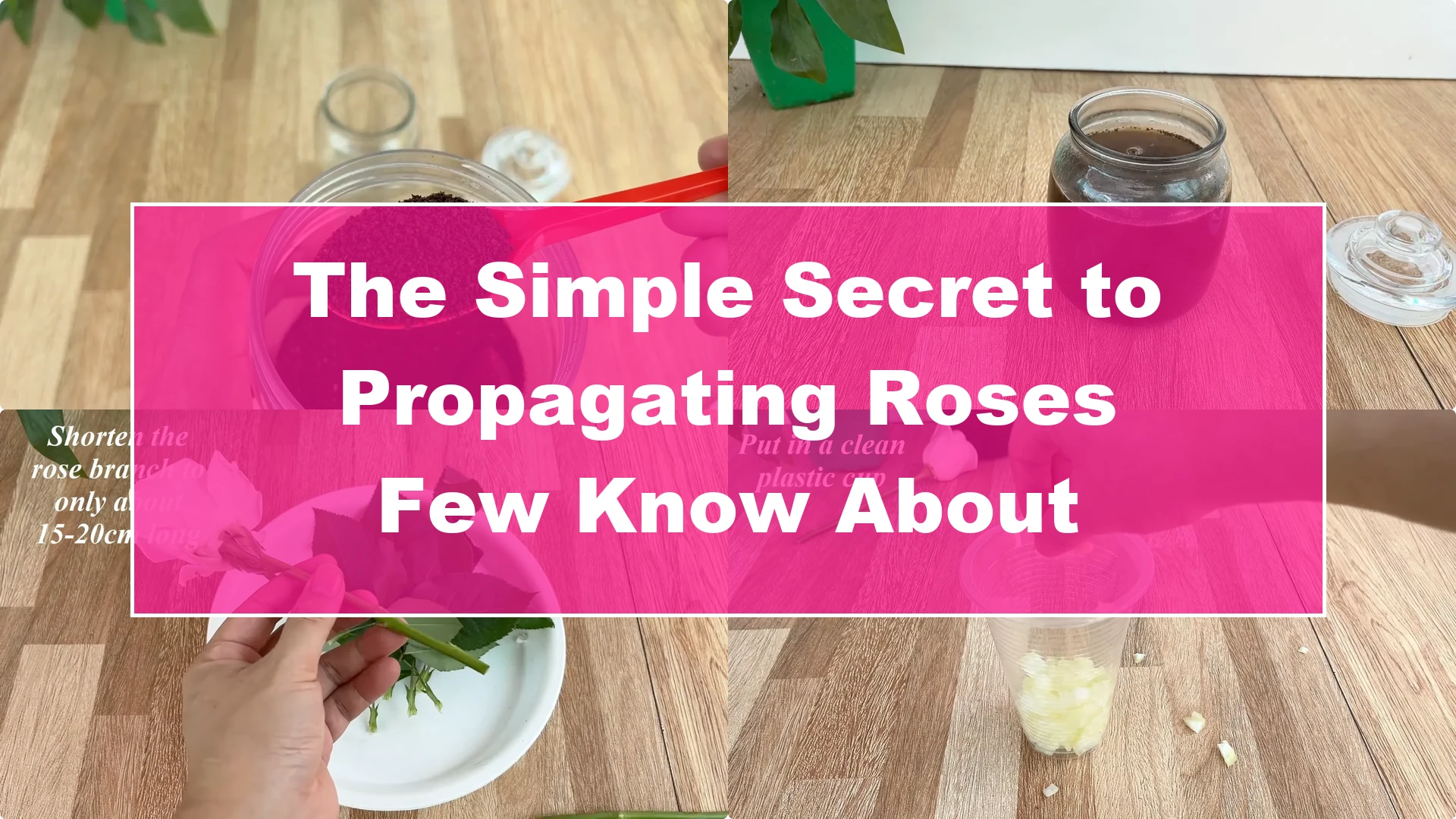The Simple Secret to Propagating Roses Few Know About - Featured Image