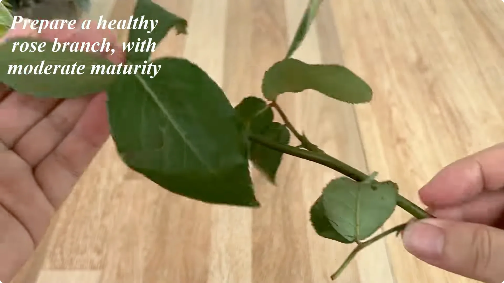 The Simple Spoonful Trick to Easily Propagate Roses screenshot 1