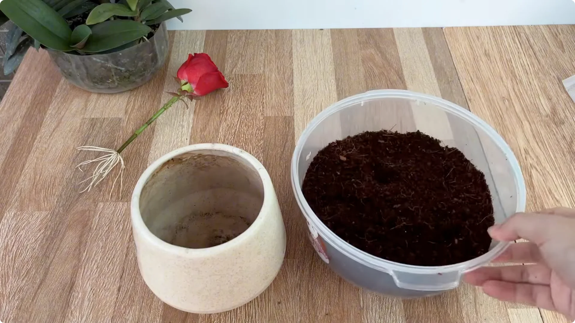 The Simple Spoonful Trick to Easily Propagate Roses screenshot 6