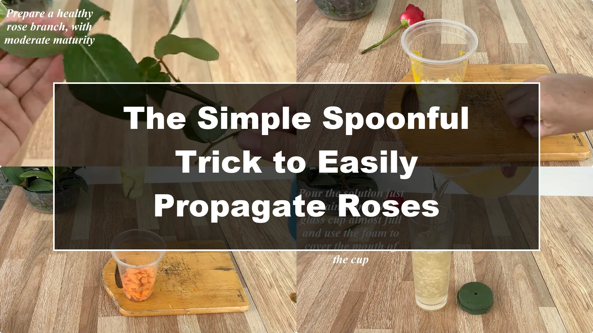 The Simple Spoonful Trick to Easily Propagate Roses - Featured Image