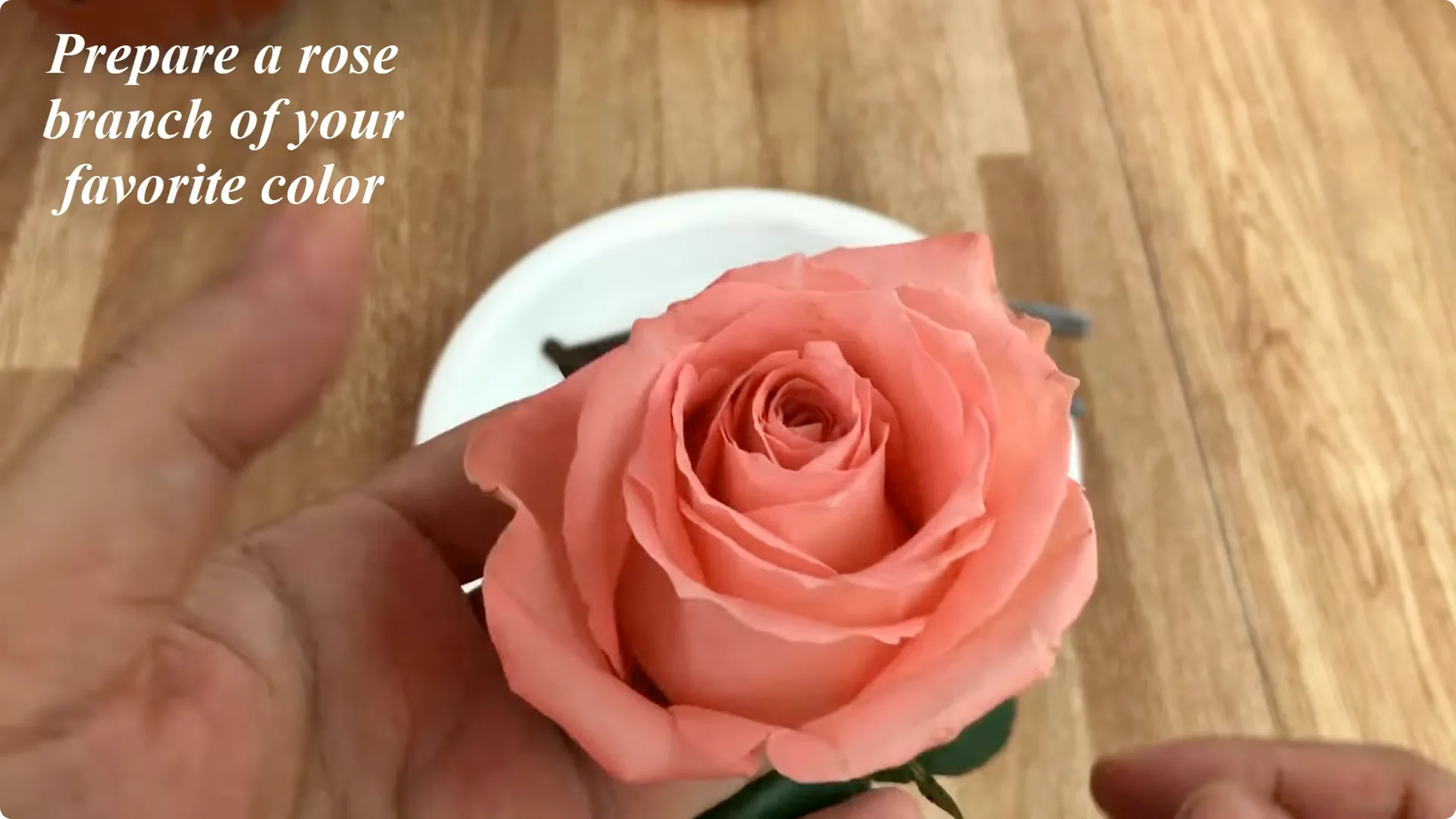 The Simple Trick to Successfully Propagate Any Rose screenshot 11