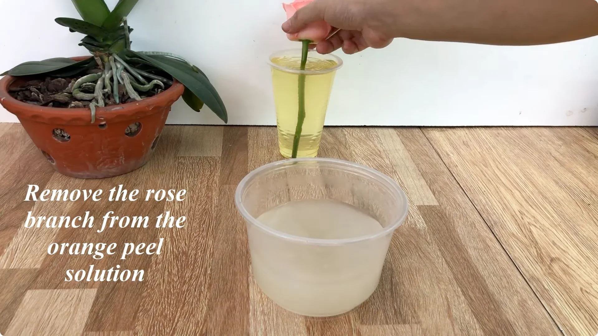 The Simple Trick to Successfully Propagate Any Rose screenshot 13