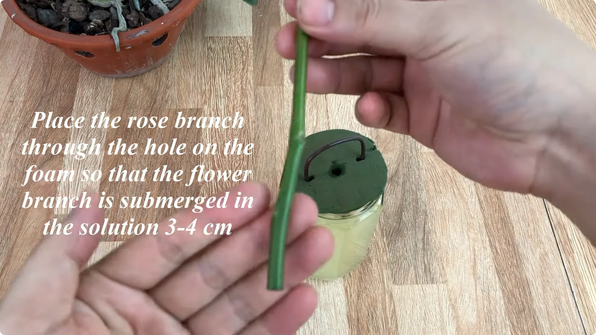 The Simple Trick to Successfully Propagate Any Rose screenshot 14