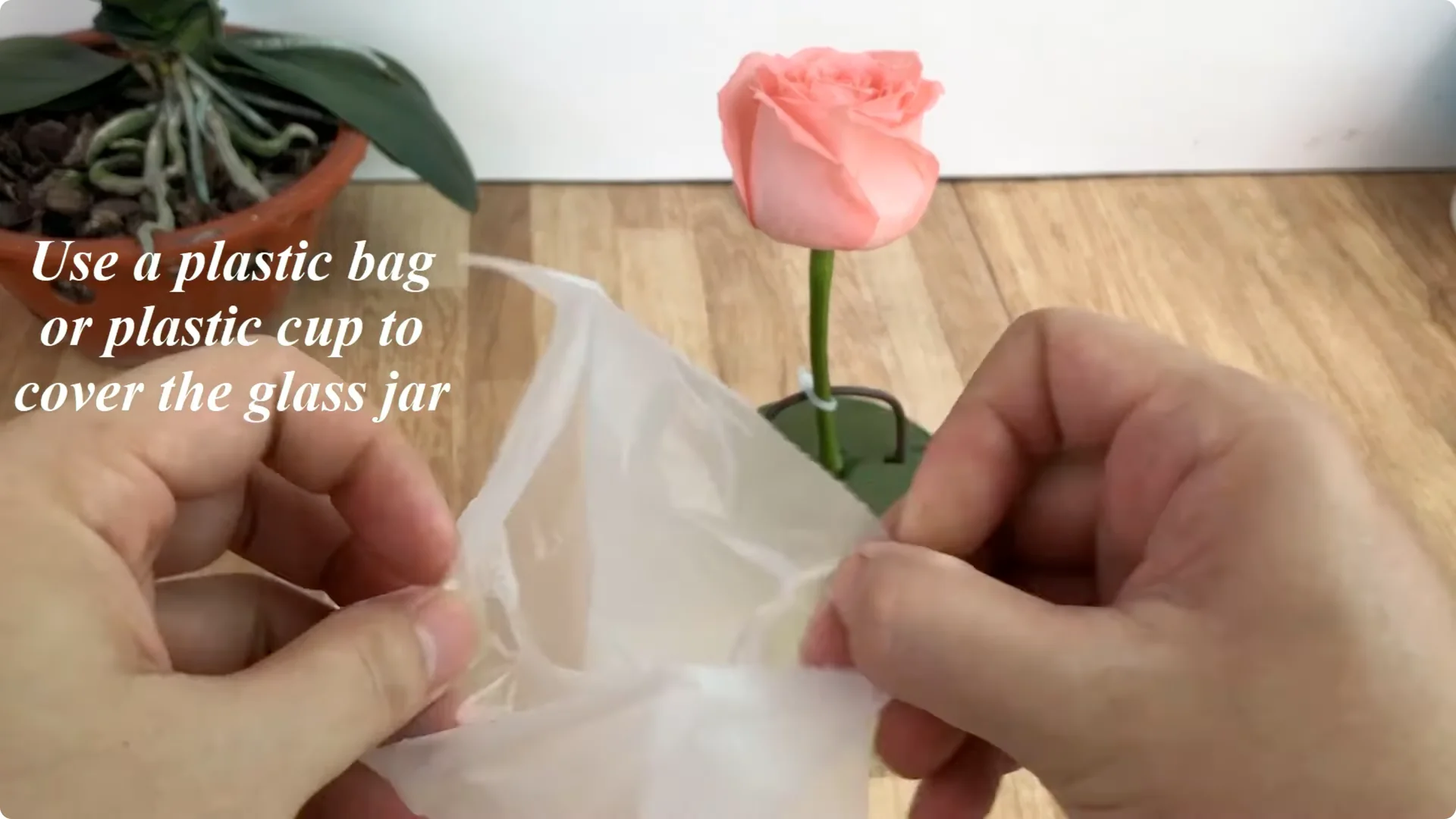The Simple Trick to Successfully Propagate Any Rose screenshot 15