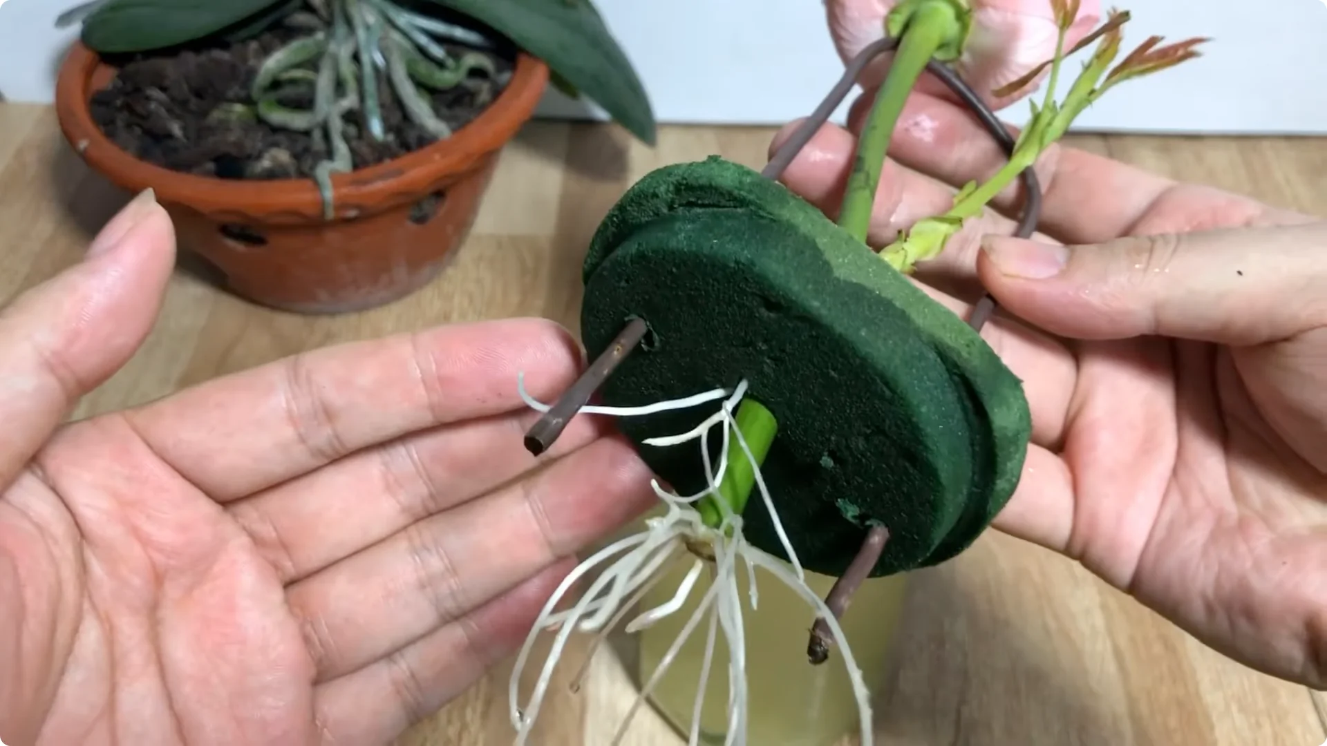 The Simple Trick to Successfully Propagate Any Rose screenshot 16