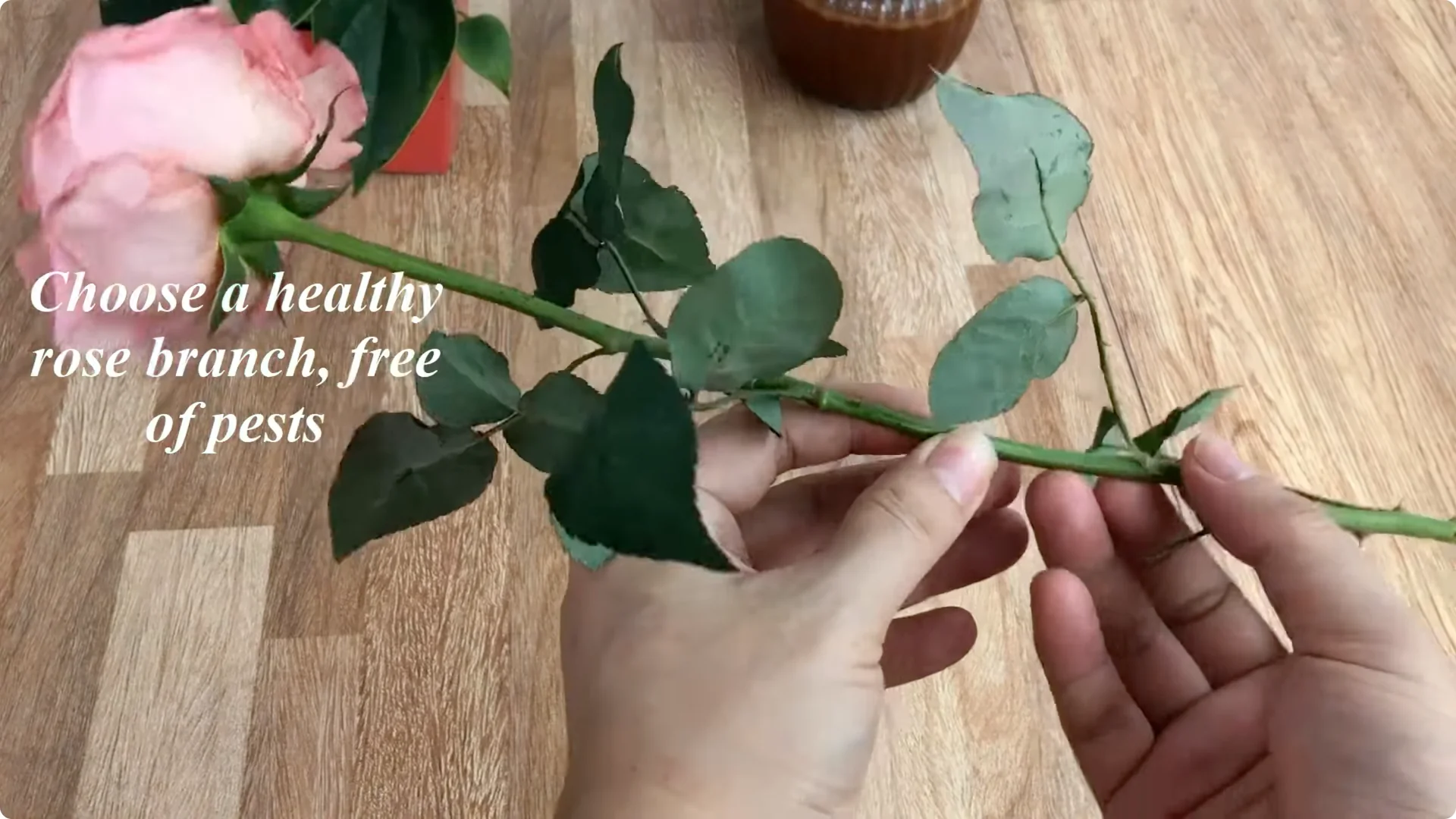 The Simple Trick to Successfully Propagate Any Rose screenshot 3