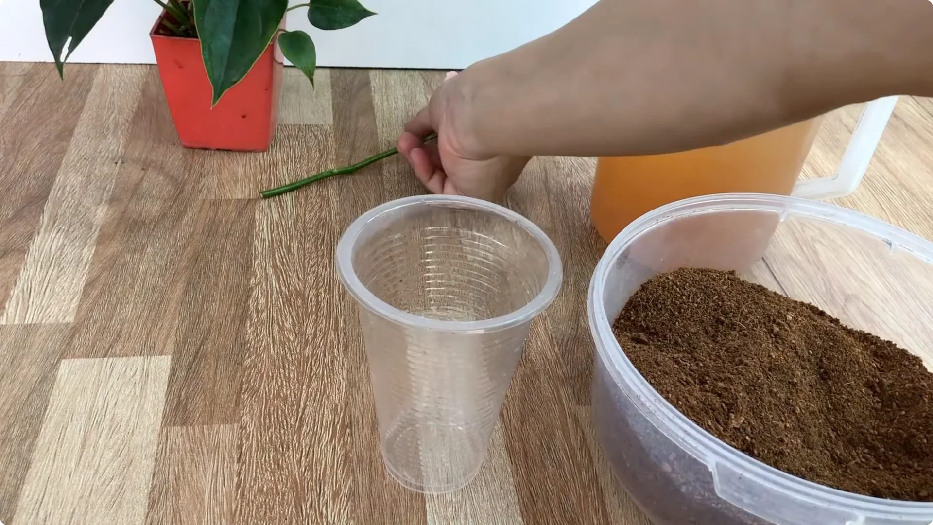 The Simple Trick to Successfully Propagate Any Rose screenshot 7
