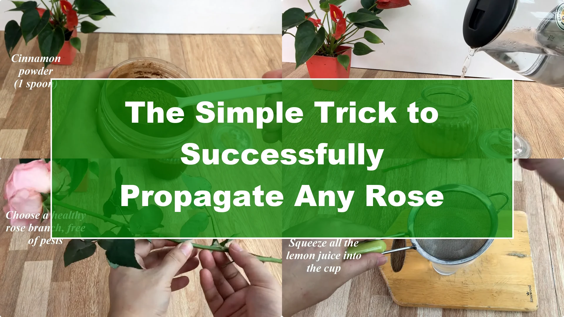 The Simple Trick to Successfully Propagate Any Rose - Featured Image