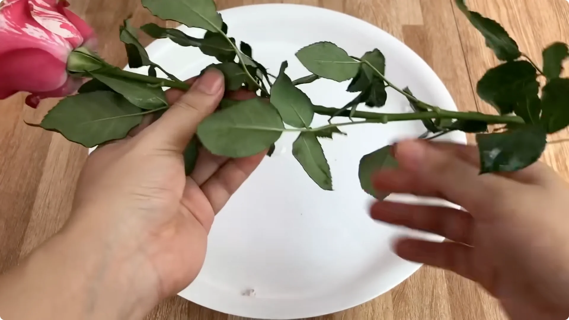 The Surprising Simple Method to Propagate Roses Easily screenshot 1
