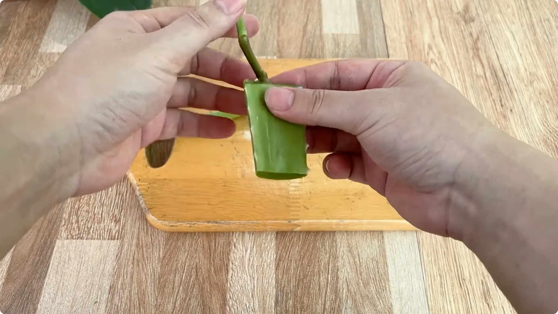 The Surprising Simple Method to Propagate Roses Easily screenshot 10