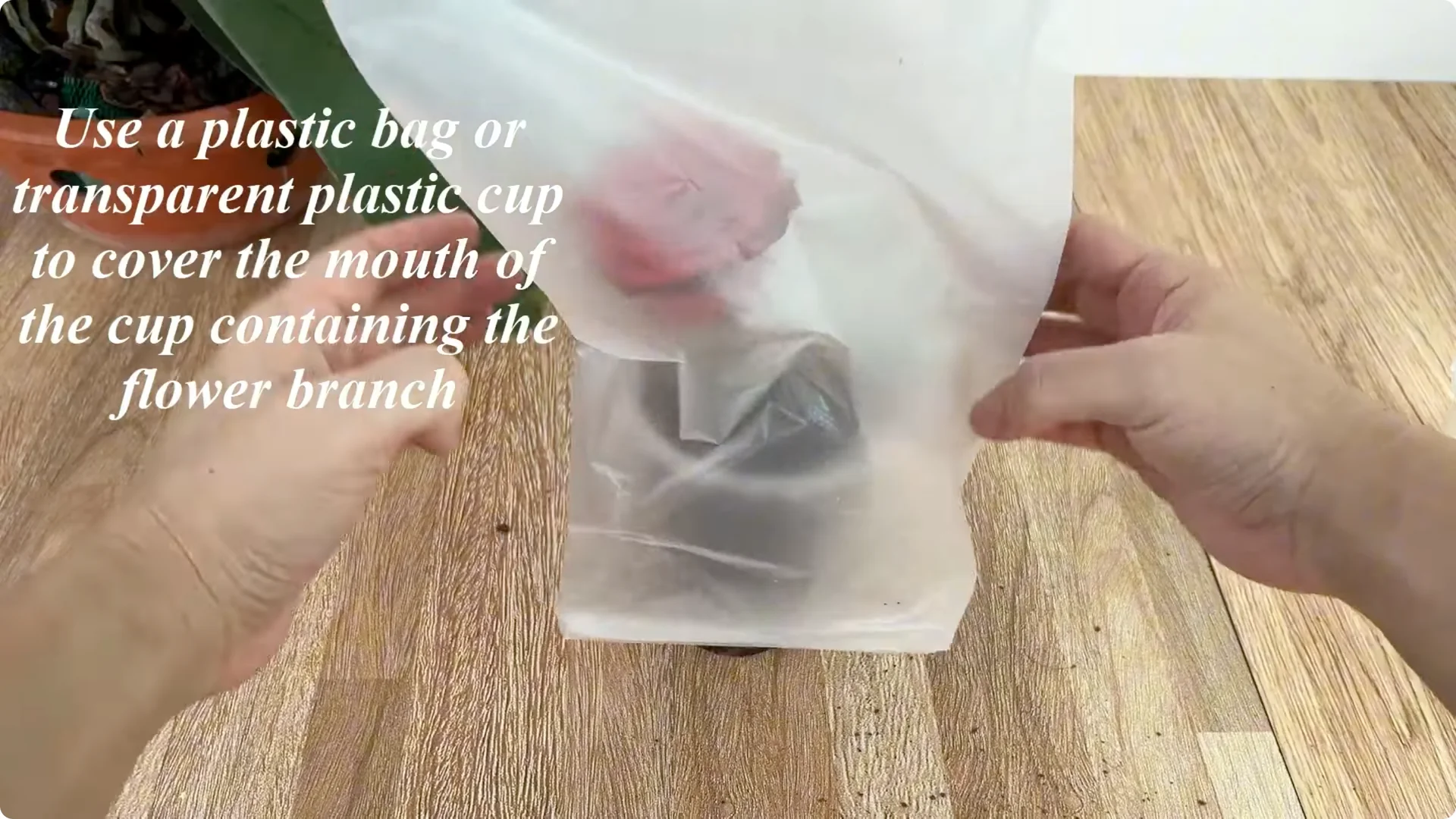 The Surprising Simple Method to Propagate Roses Easily screenshot 12