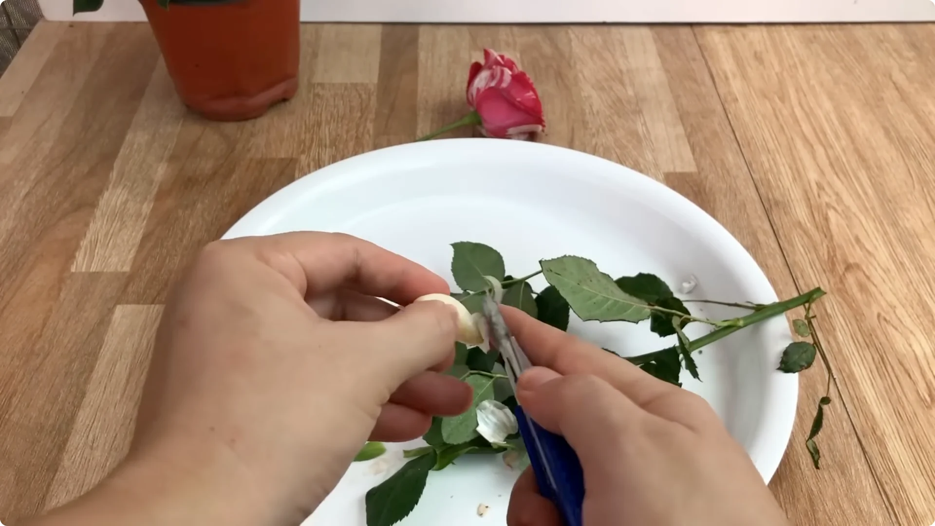 The Surprising Simple Method to Propagate Roses Easily screenshot 2