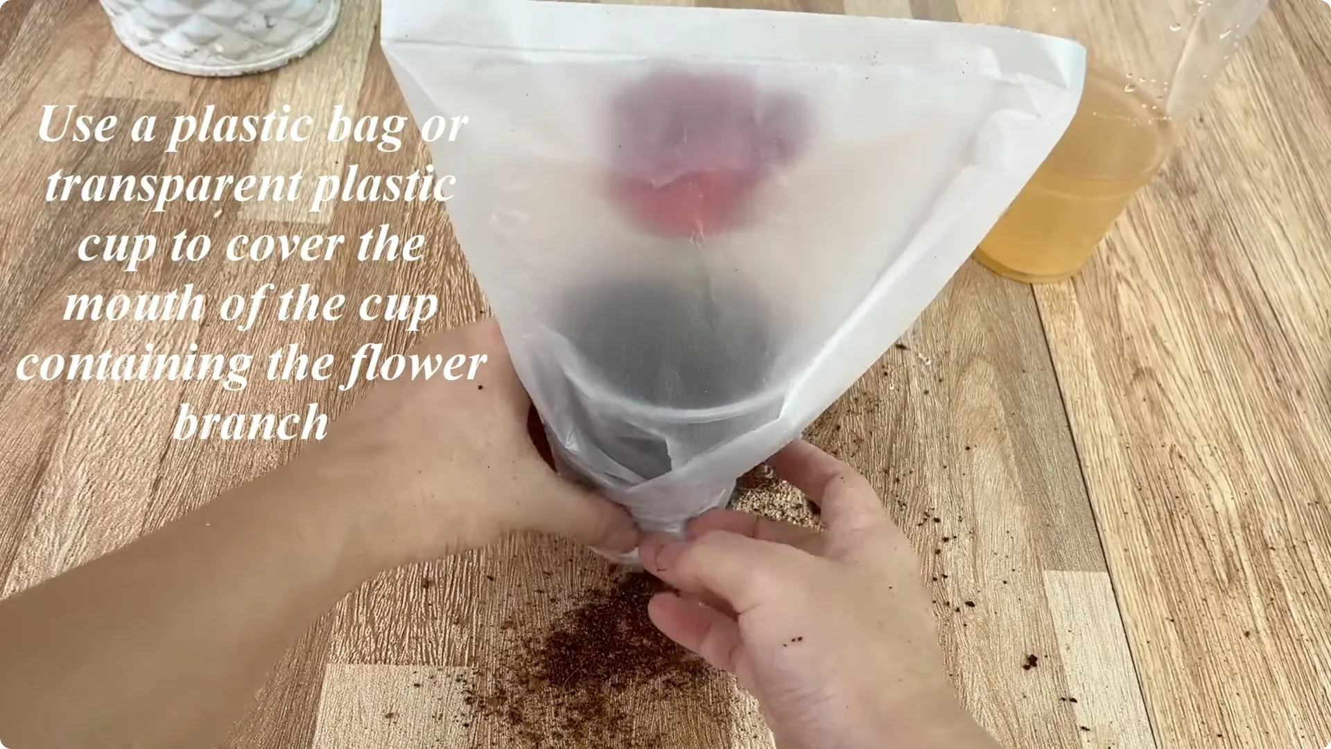 The Surprising Simple Method to Propagate Roses Easily screenshot 6