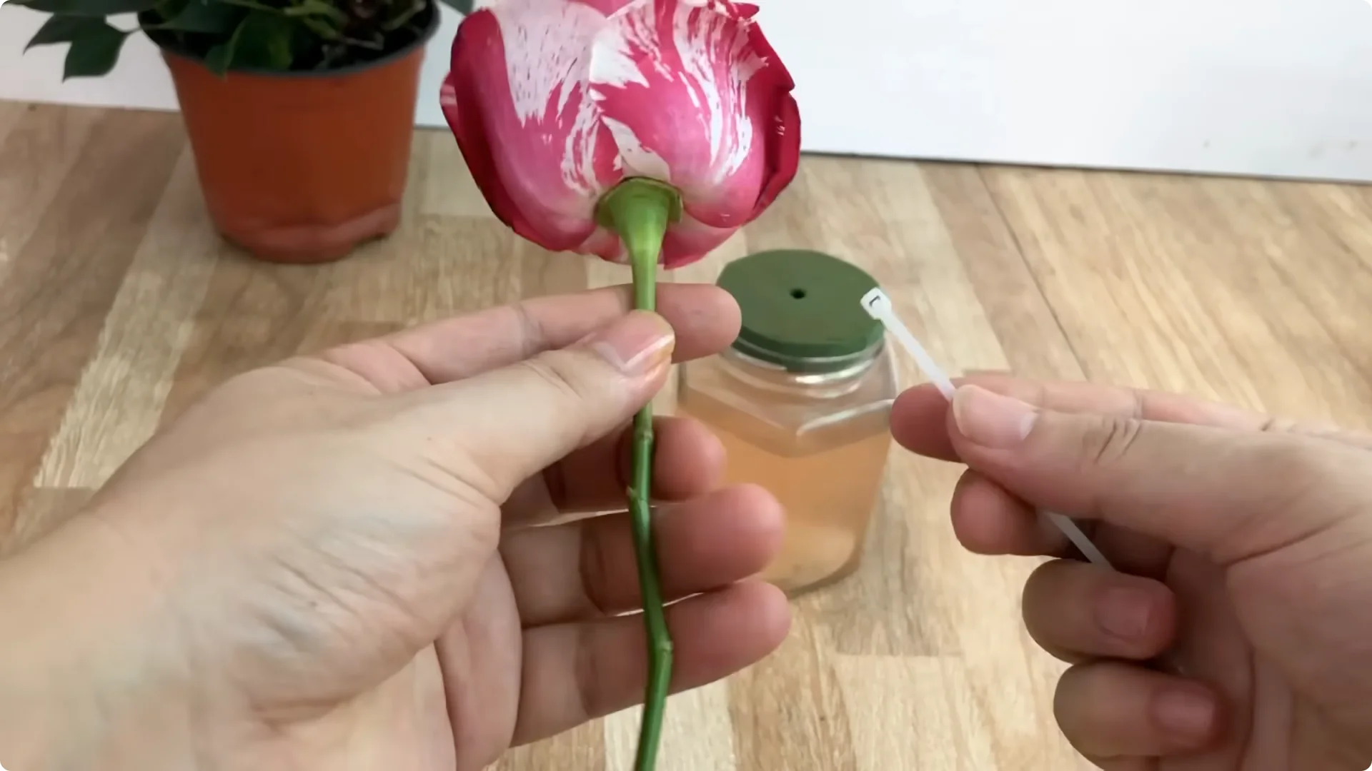 The Surprising Simple Method to Propagate Roses Easily screenshot 6