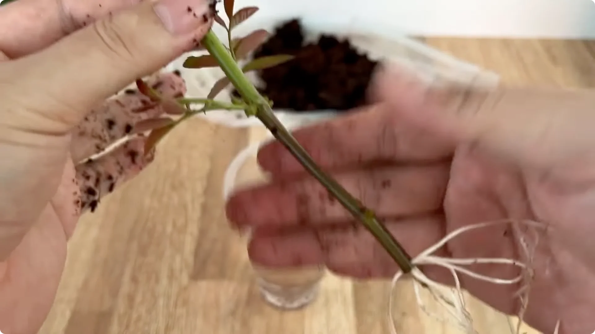 The Surprising Simple Method to Propagate Roses Easily screenshot 7