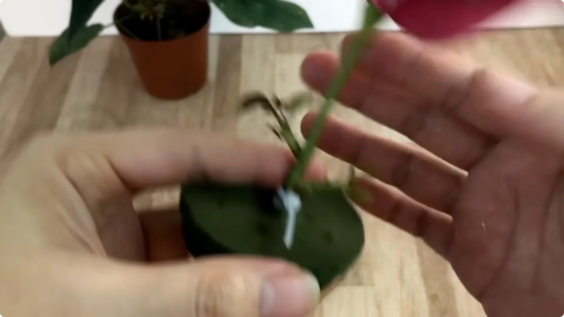 The Surprising Simple Method to Propagate Roses Easily screenshot 7
