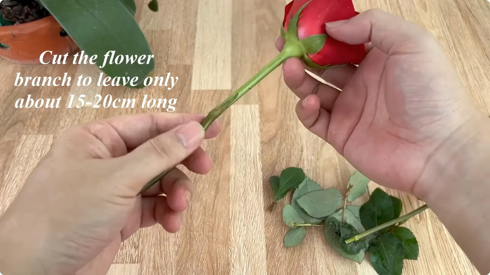 The Surprising Simple Method to Propagate Roses Easily screenshot 8