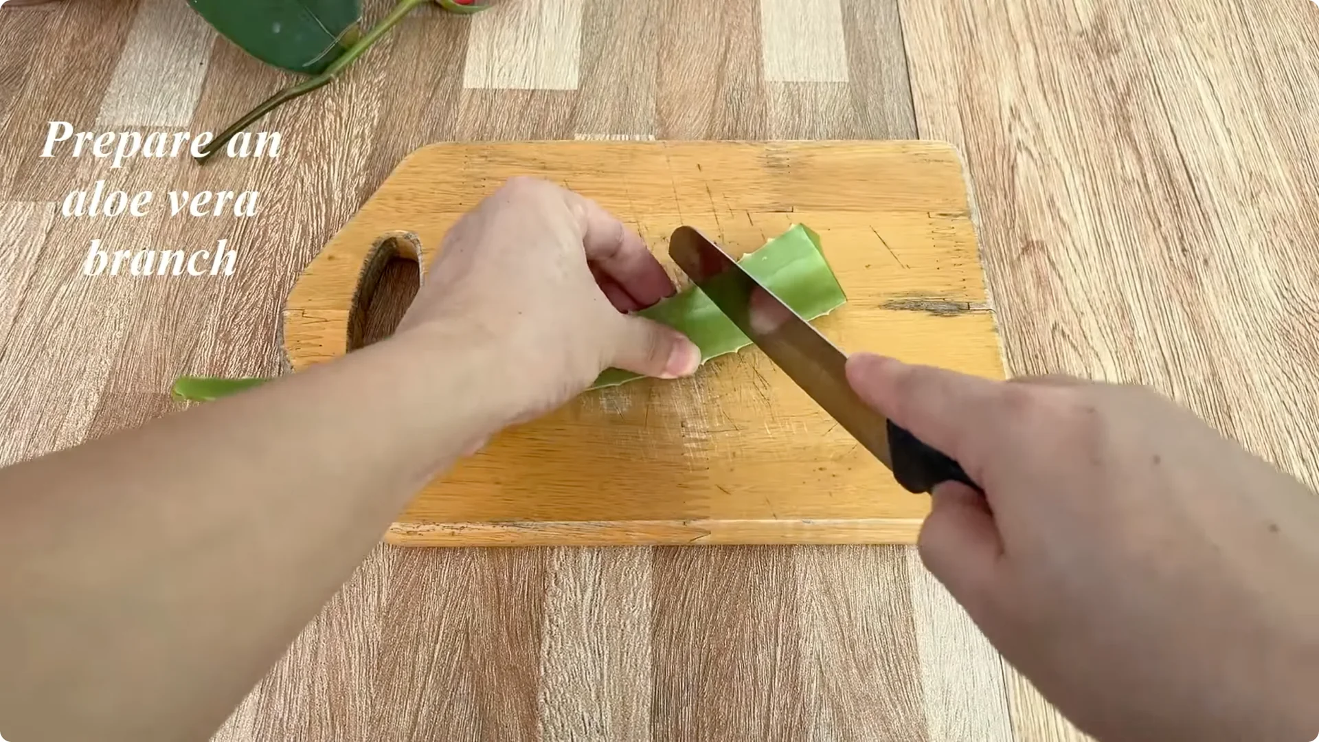The Surprising Simple Method to Propagate Roses Easily screenshot 9