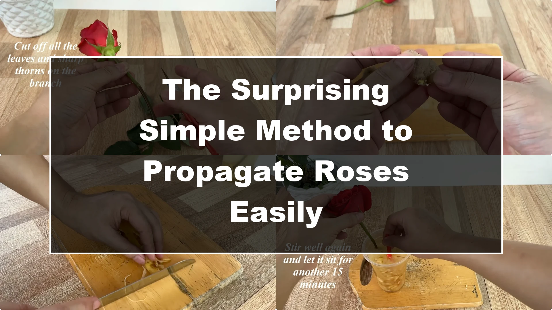 The Surprising Simple Method to Propagate Roses Easily - Featured Image