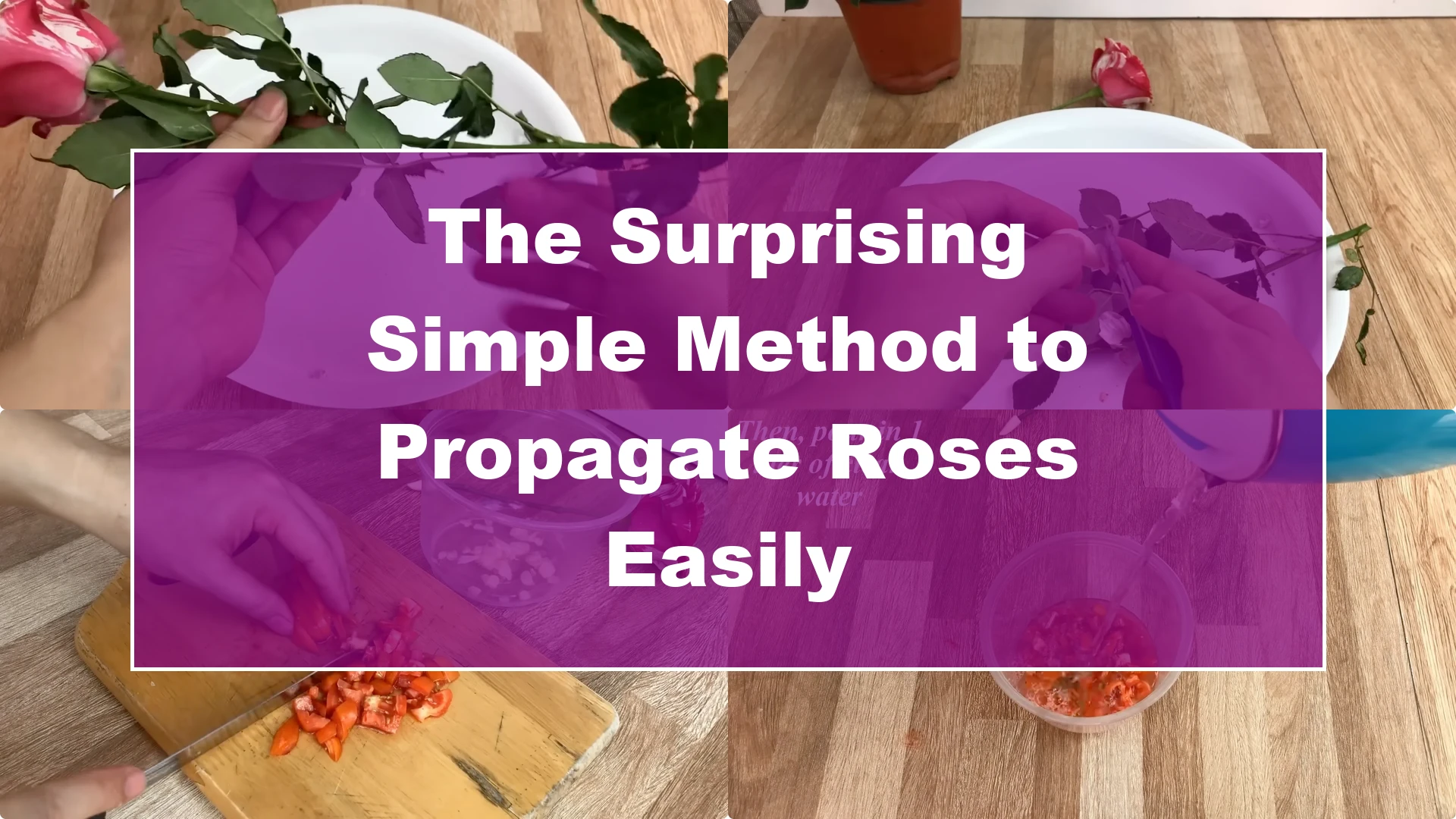 The Surprising Simple Method to Propagate Roses Easily - Featured Image