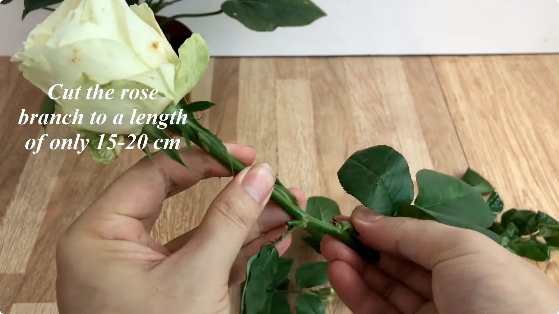 The Unexpected Easy Method to Propagate Roses Successfully screenshot 1