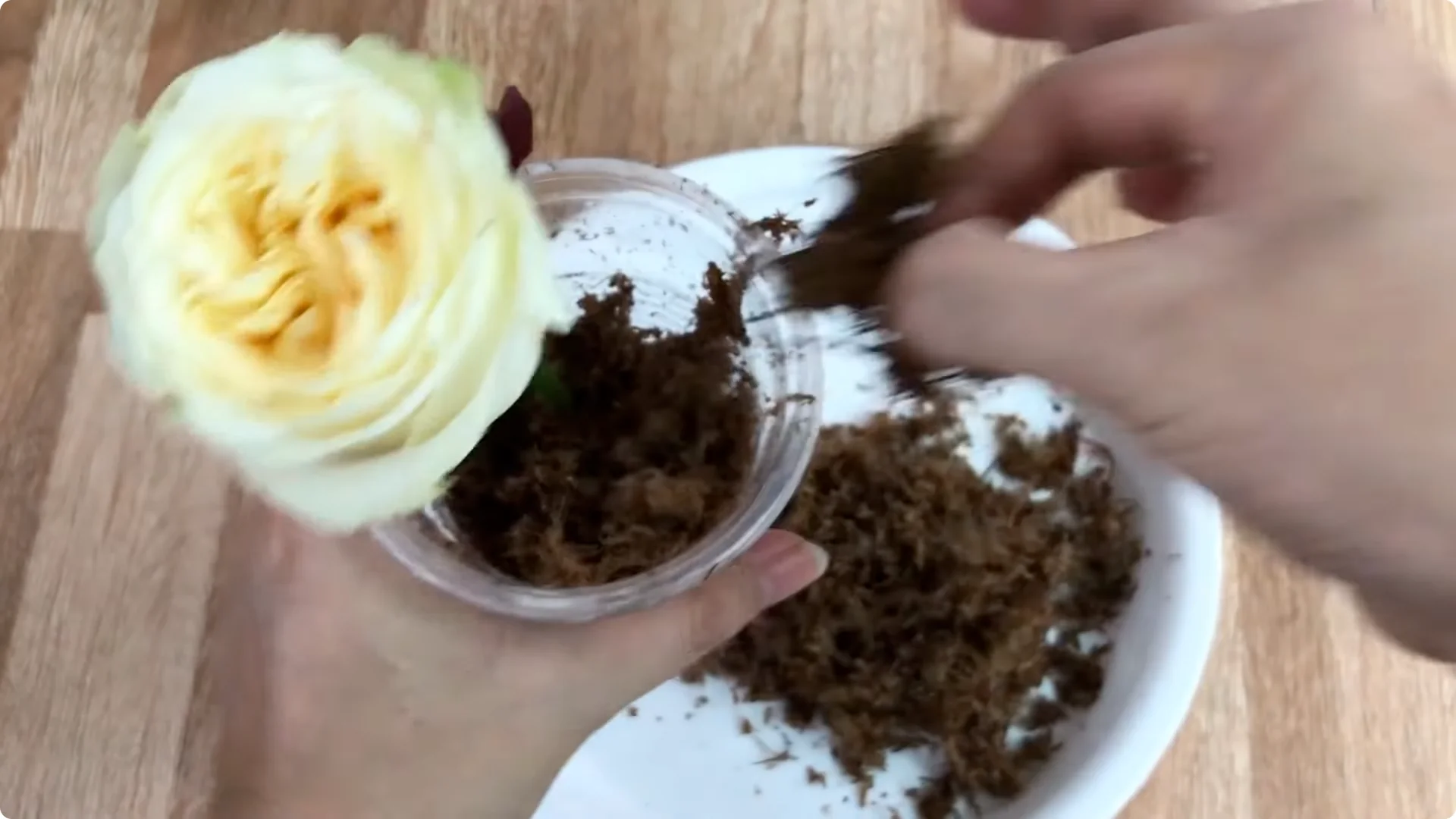 The Unexpected Easy Method to Propagate Roses Successfully screenshot 10