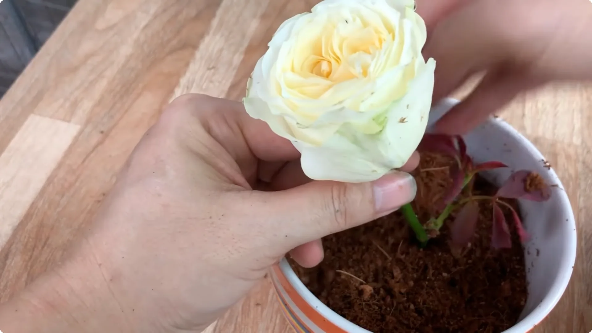 The Unexpected Easy Method to Propagate Roses Successfully screenshot 12