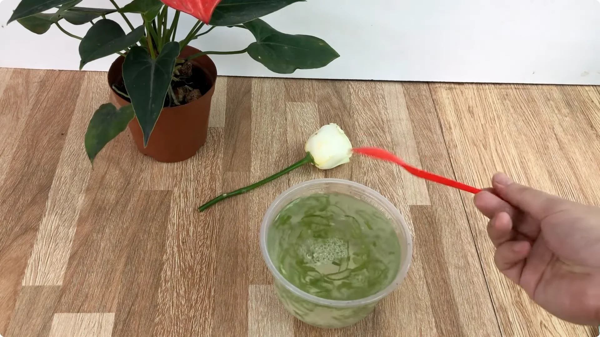 The Unexpected Easy Method to Propagate Roses Successfully screenshot 4