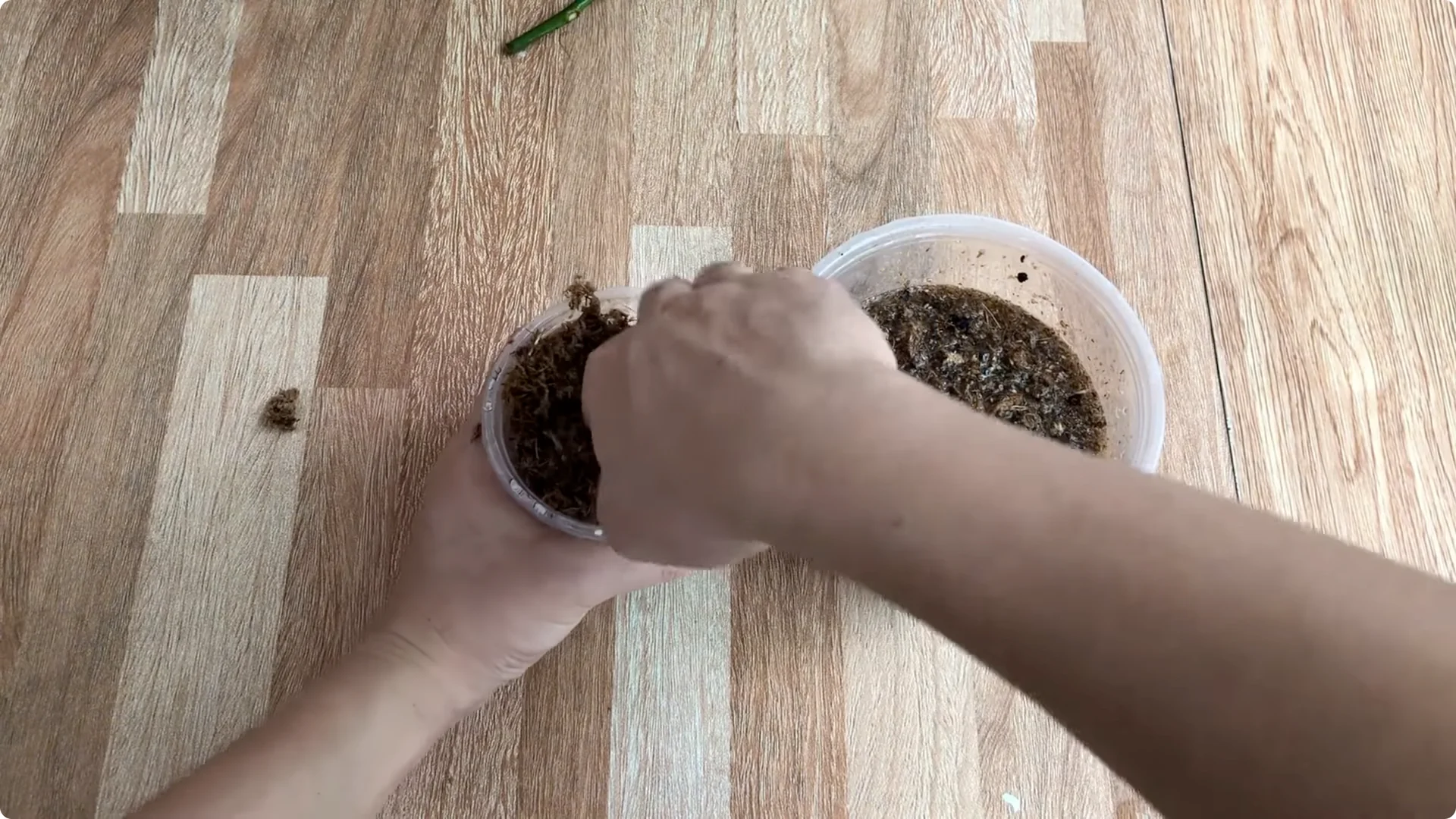 The Unexpected Easy Method to Propagate Roses Successfully screenshot 6