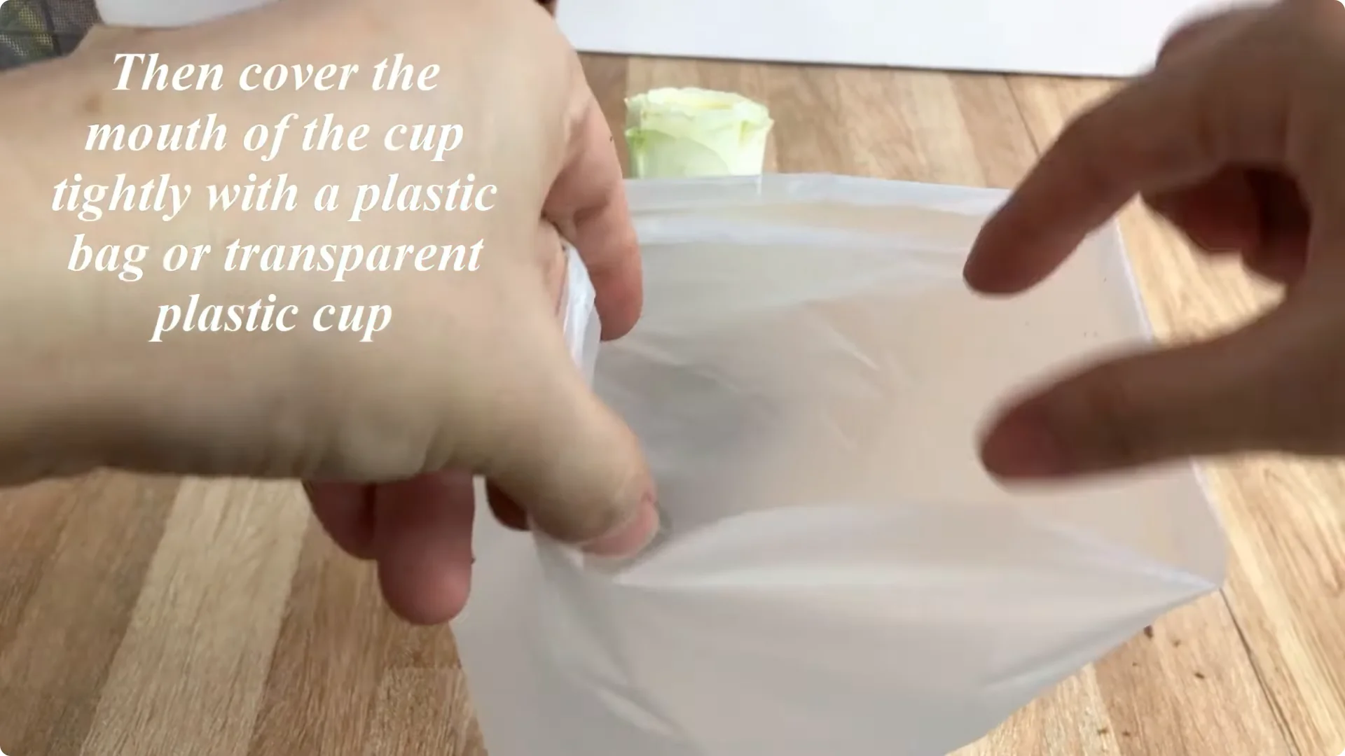 The Unexpected Easy Method to Propagate Roses Successfully screenshot 7