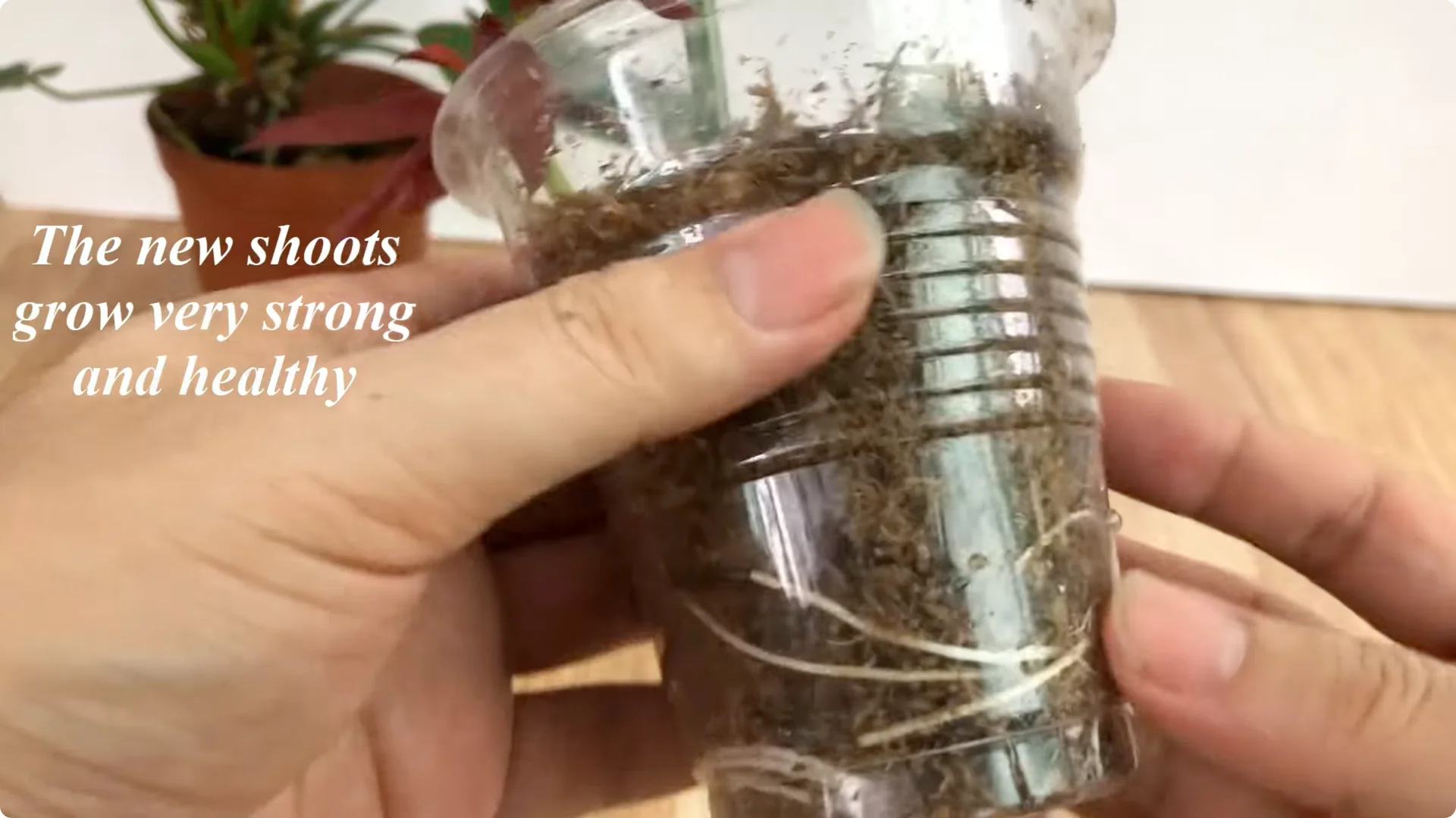 The Unexpected Easy Method to Propagate Roses Successfully screenshot 9