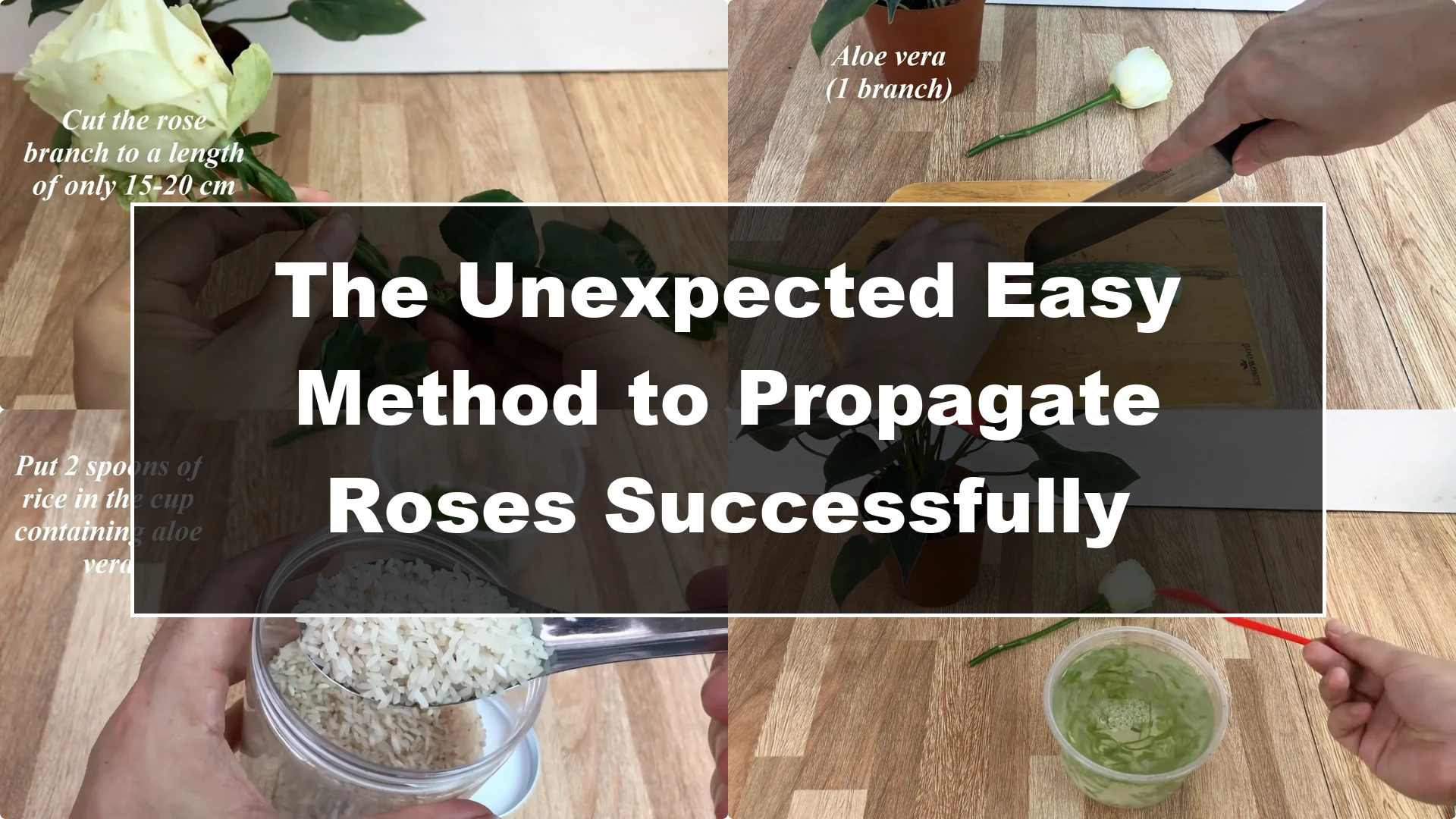 Rose propagation