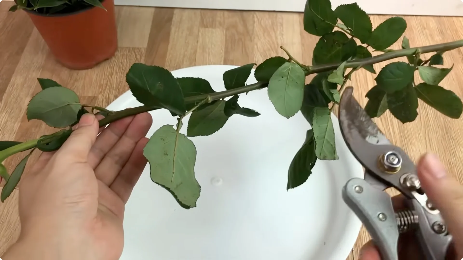 The Unexpected Method That Transformed My Rose Propagation screenshot 1