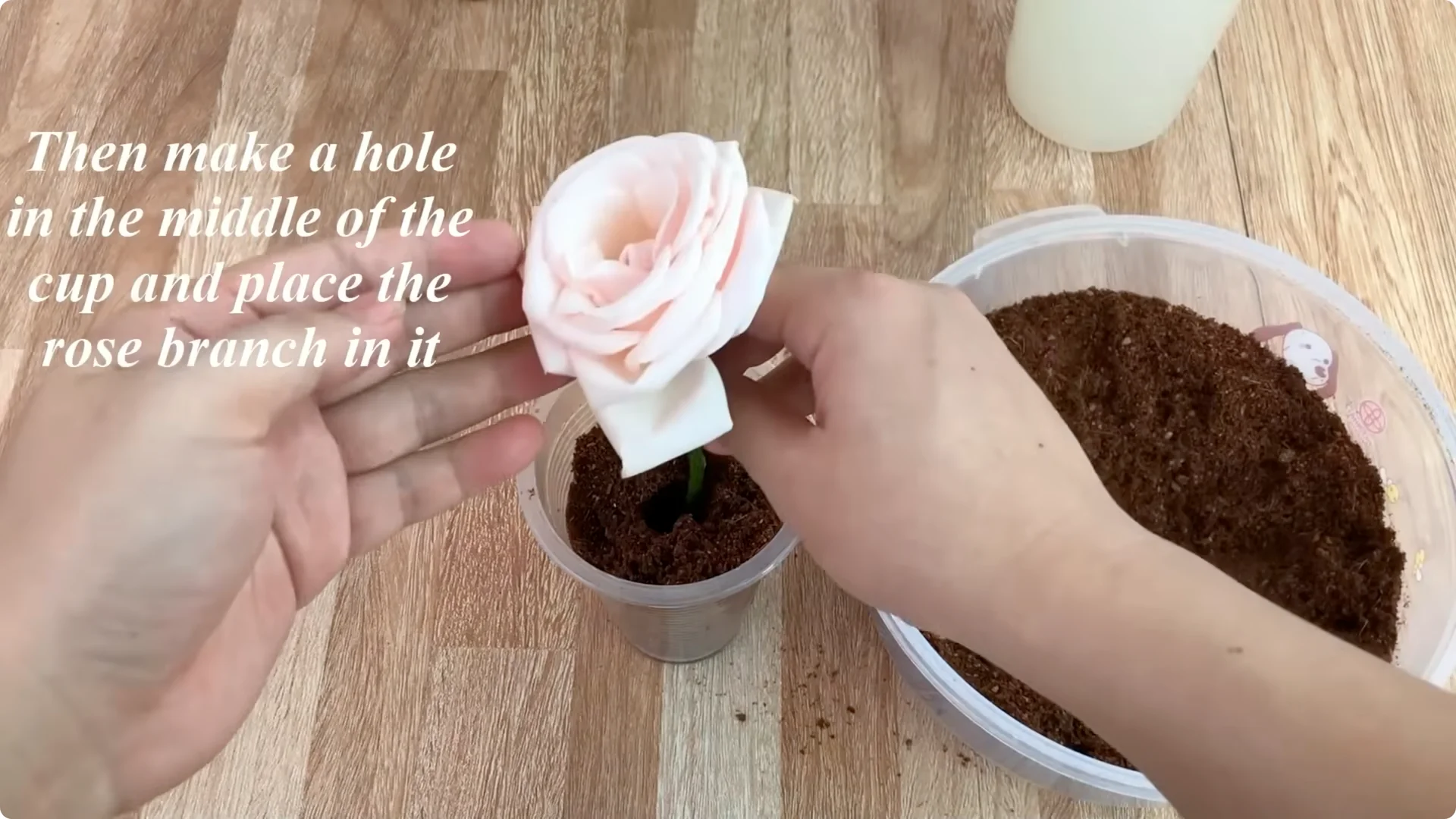 The Unexpected Method That Transformed My Rose Propagation screenshot 10