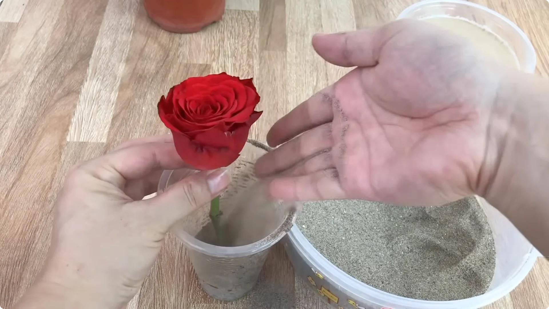 The Unexpected Method That Transformed My Rose Propagation screenshot 5