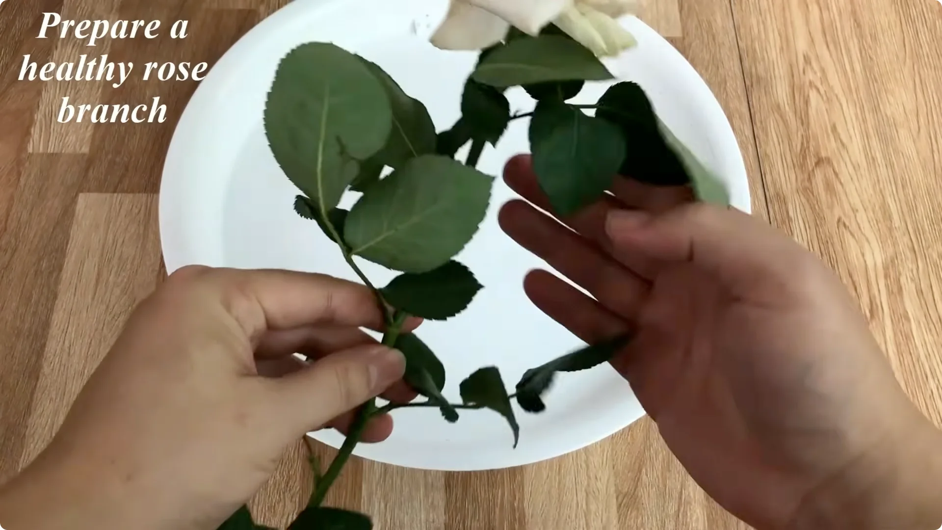 The Unexpected Method That Transformed My Rose Propagation screenshot 7