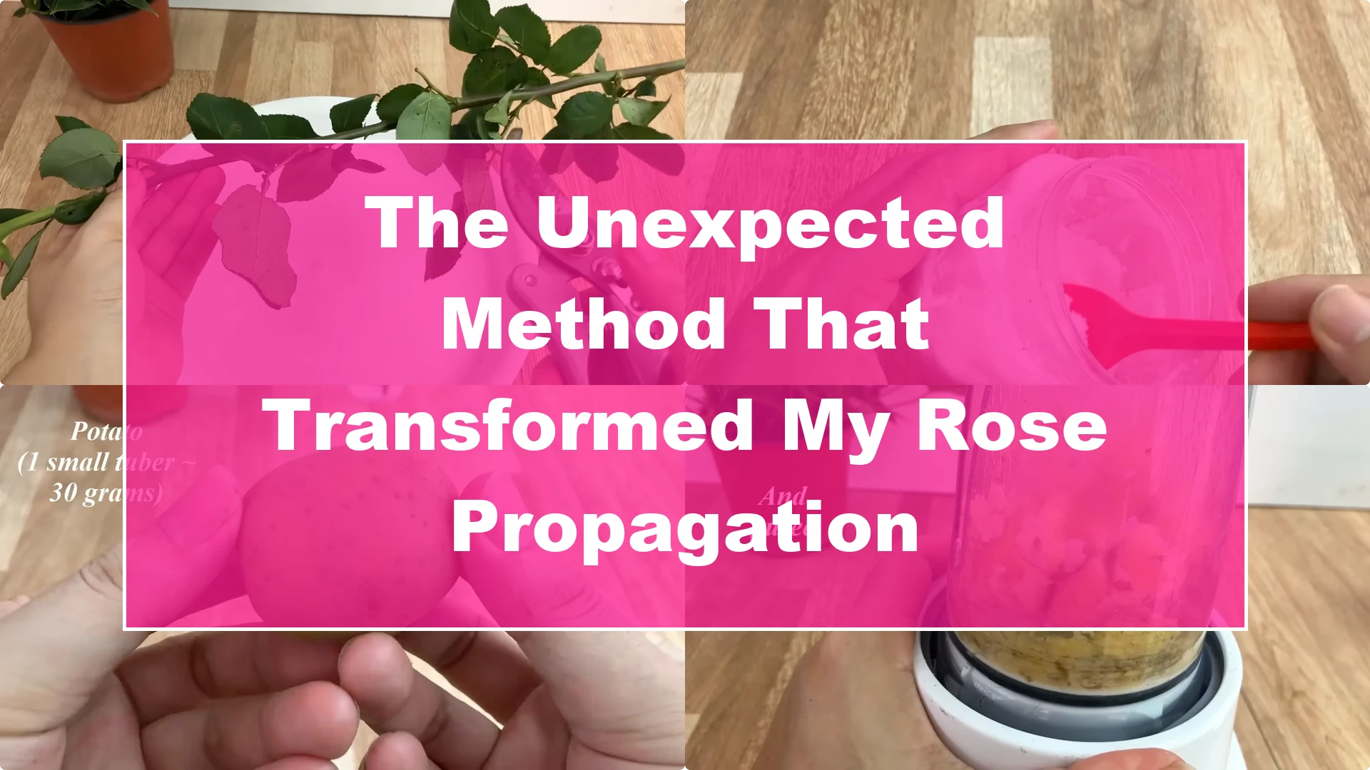 The Unexpected Method That Transformed My Rose Propagation - Featured Image