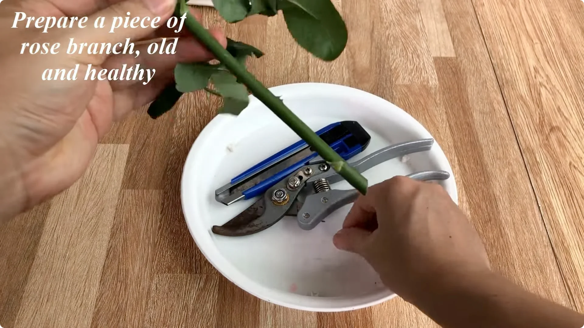Unexpected Results: Propagating Roses Differently Explained screenshot 1